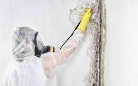 Forensic Mold Investigation in Brookings, OR